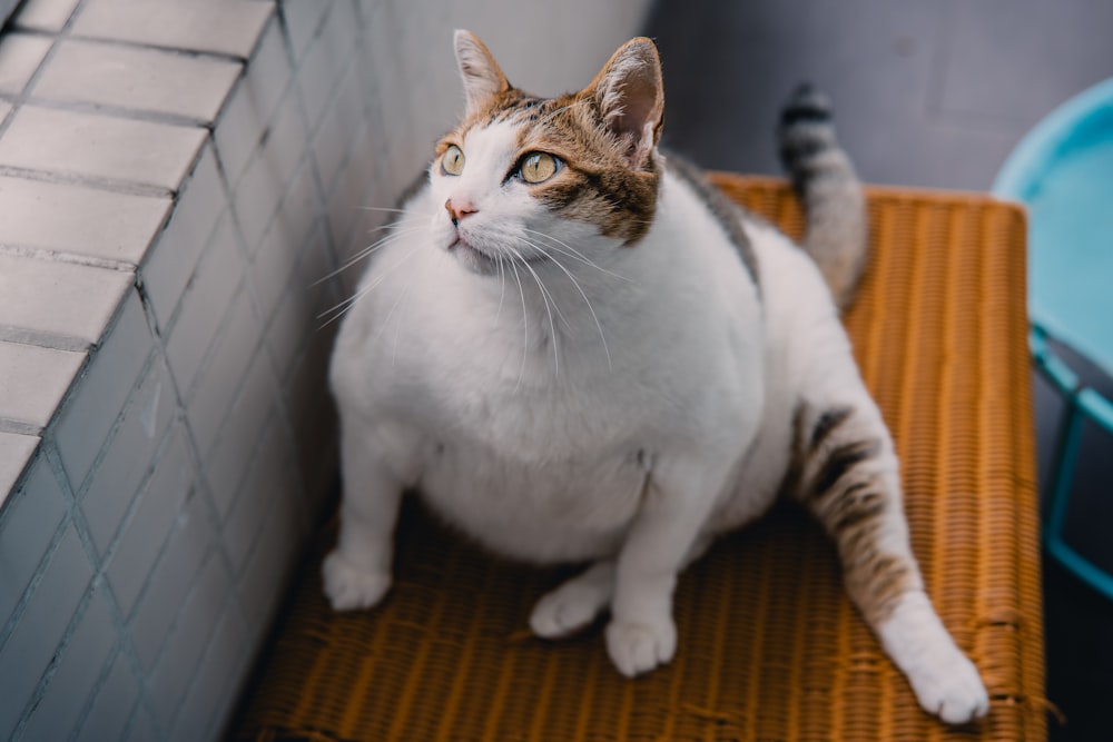 a cat sitting on a mat in a room