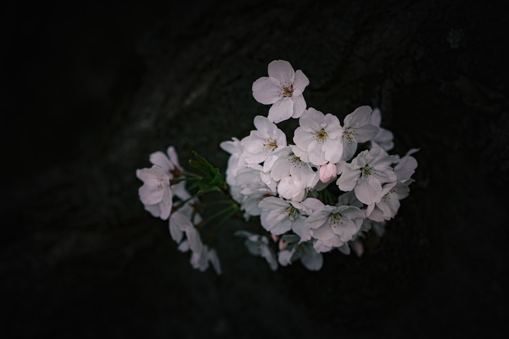 a bunch of white flowers sitting on top of a rock