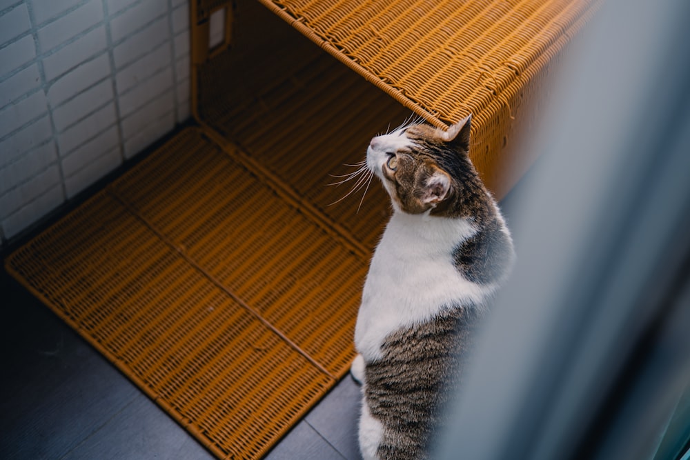 a cat standing on its hind legs looking up