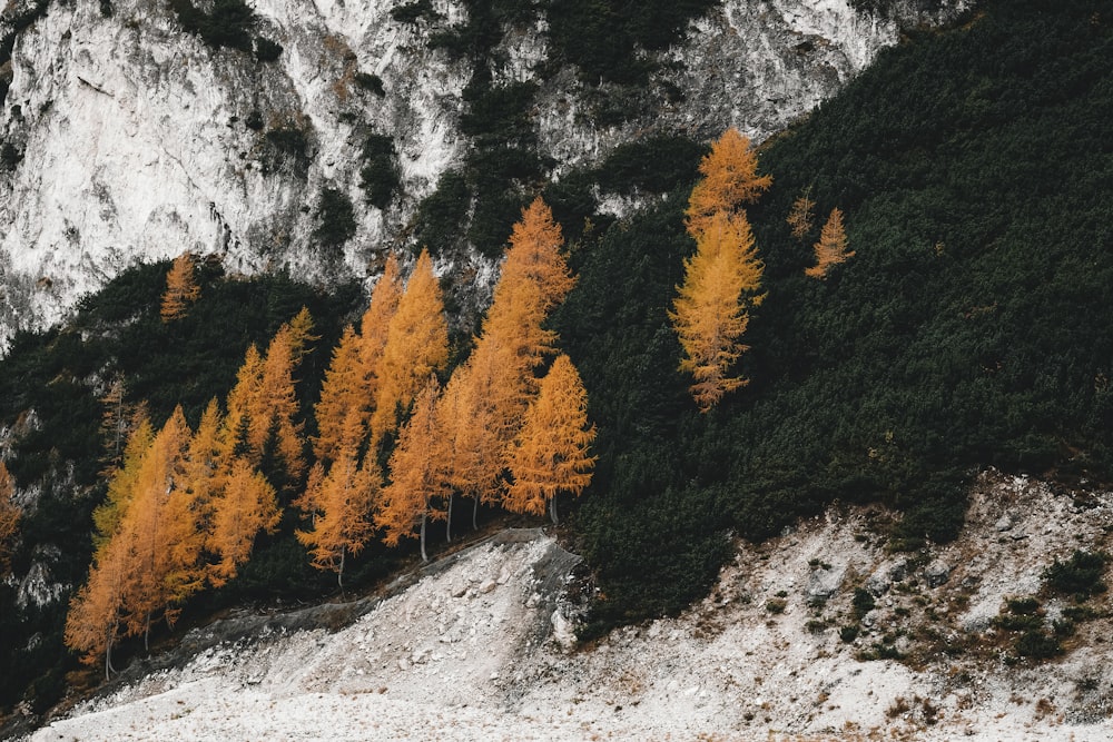 a group of trees that are next to a mountain