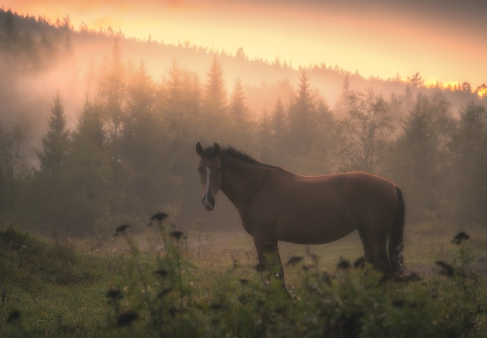 a horse standing in a field with trees in the background