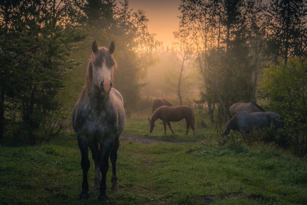 a group of horses standing on top of a lush green field