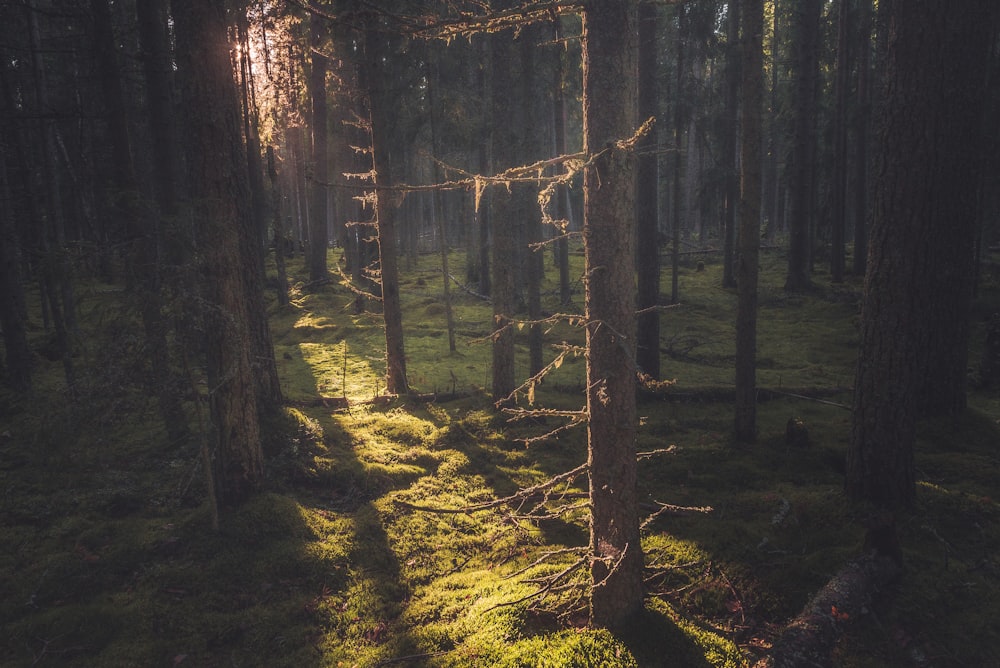 the sun is shining through the trees in the forest