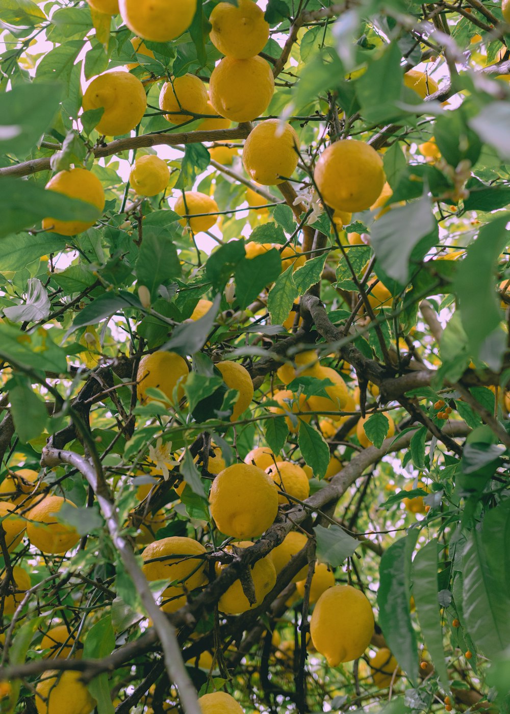 a tree filled with lots of yellow fruit