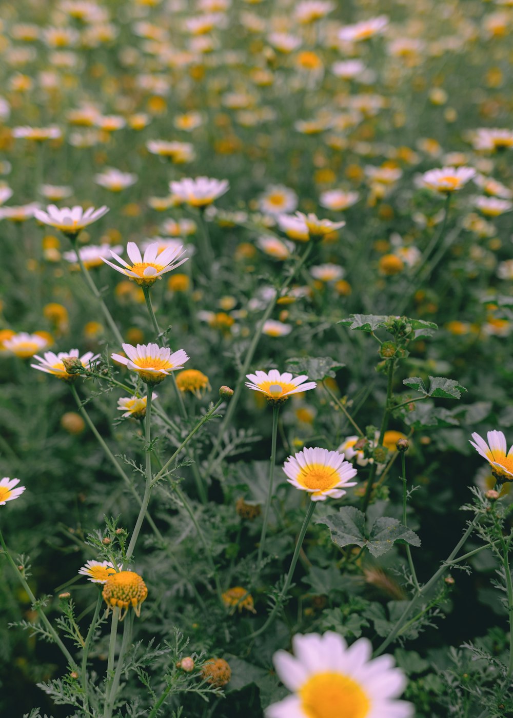 a field full of yellow and white flowers