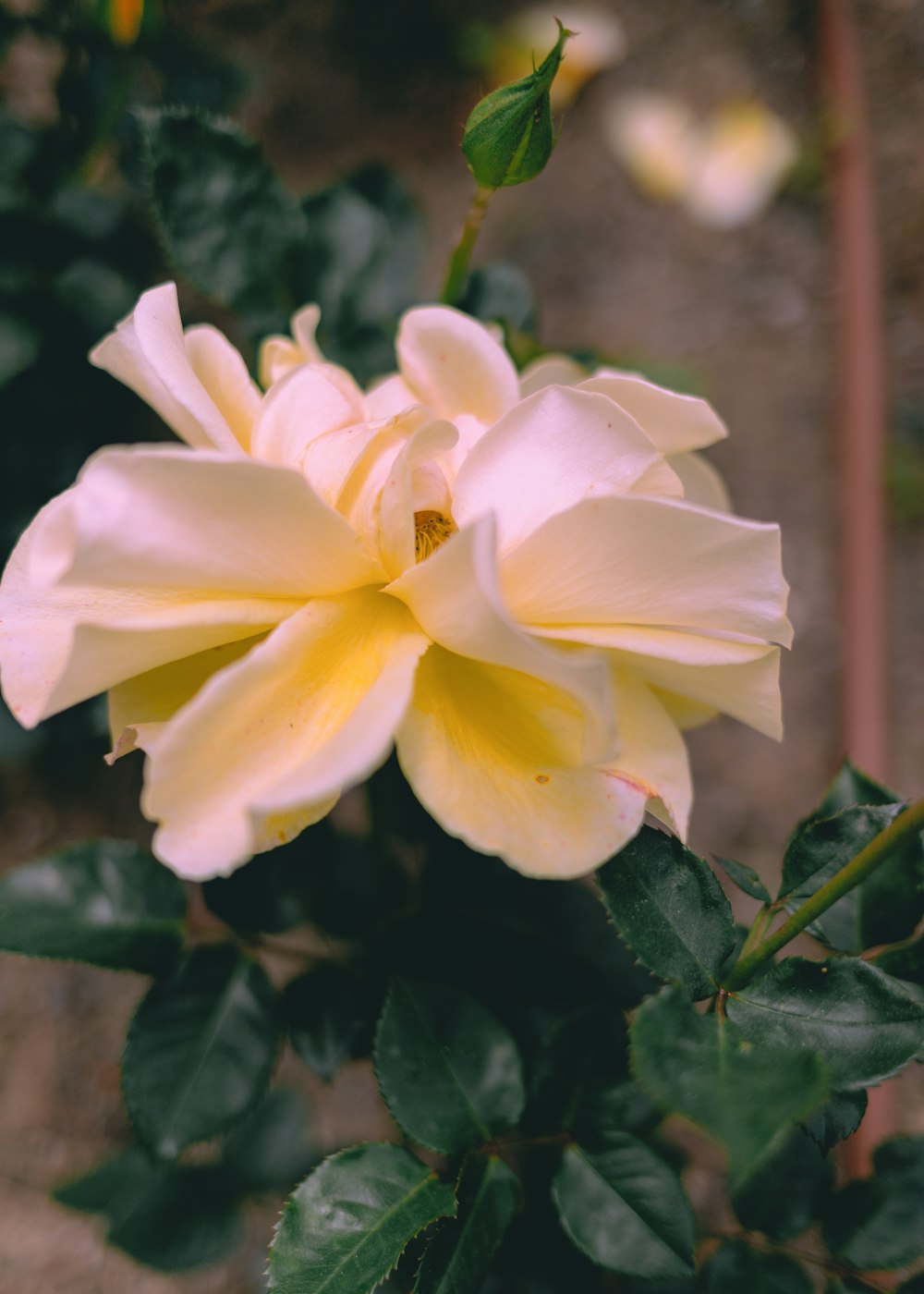 a close up of a yellow flower with green leaves