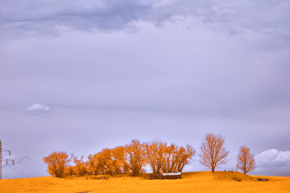 a yellow field with trees in the background