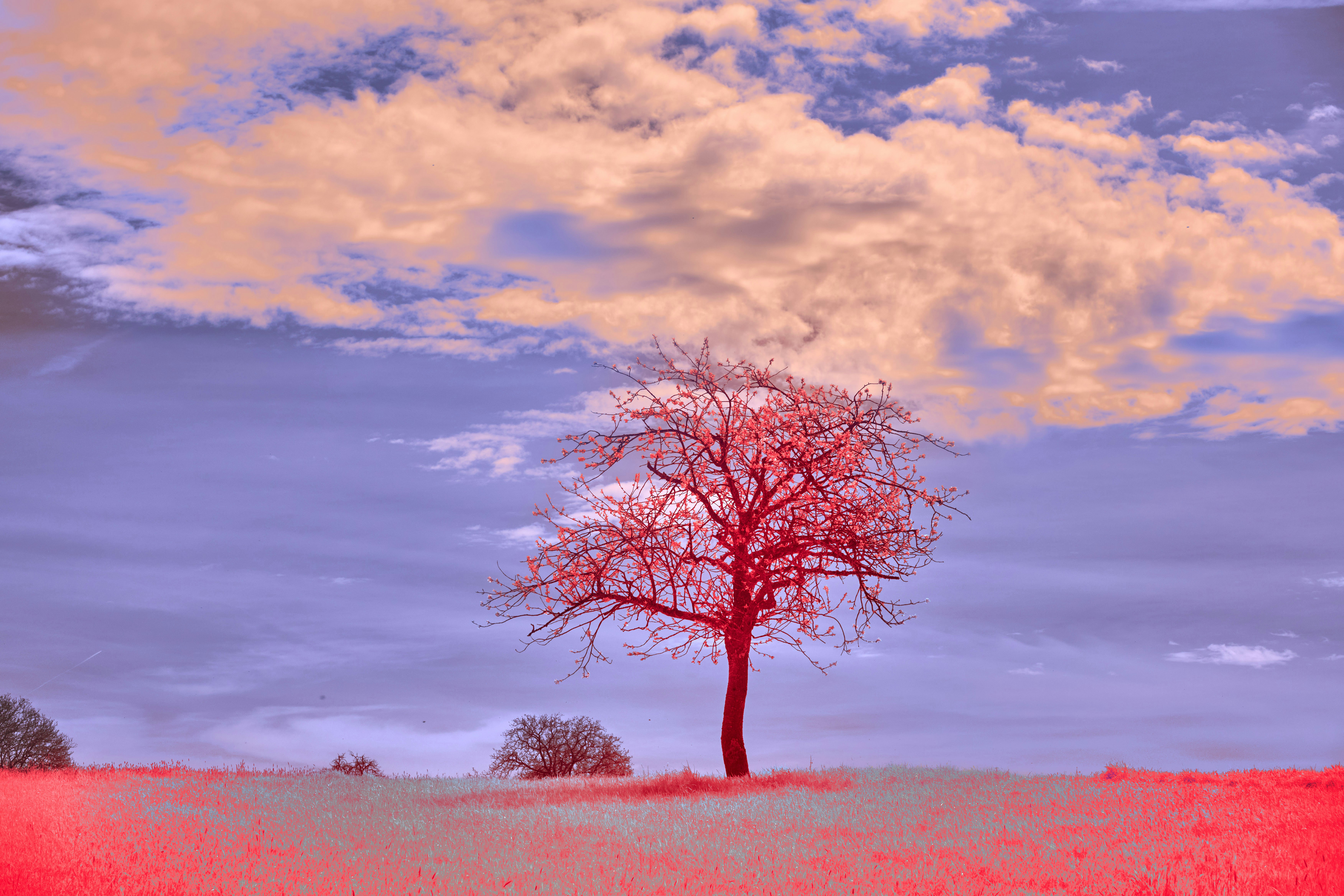 Photo by wolfgang_hasselmann