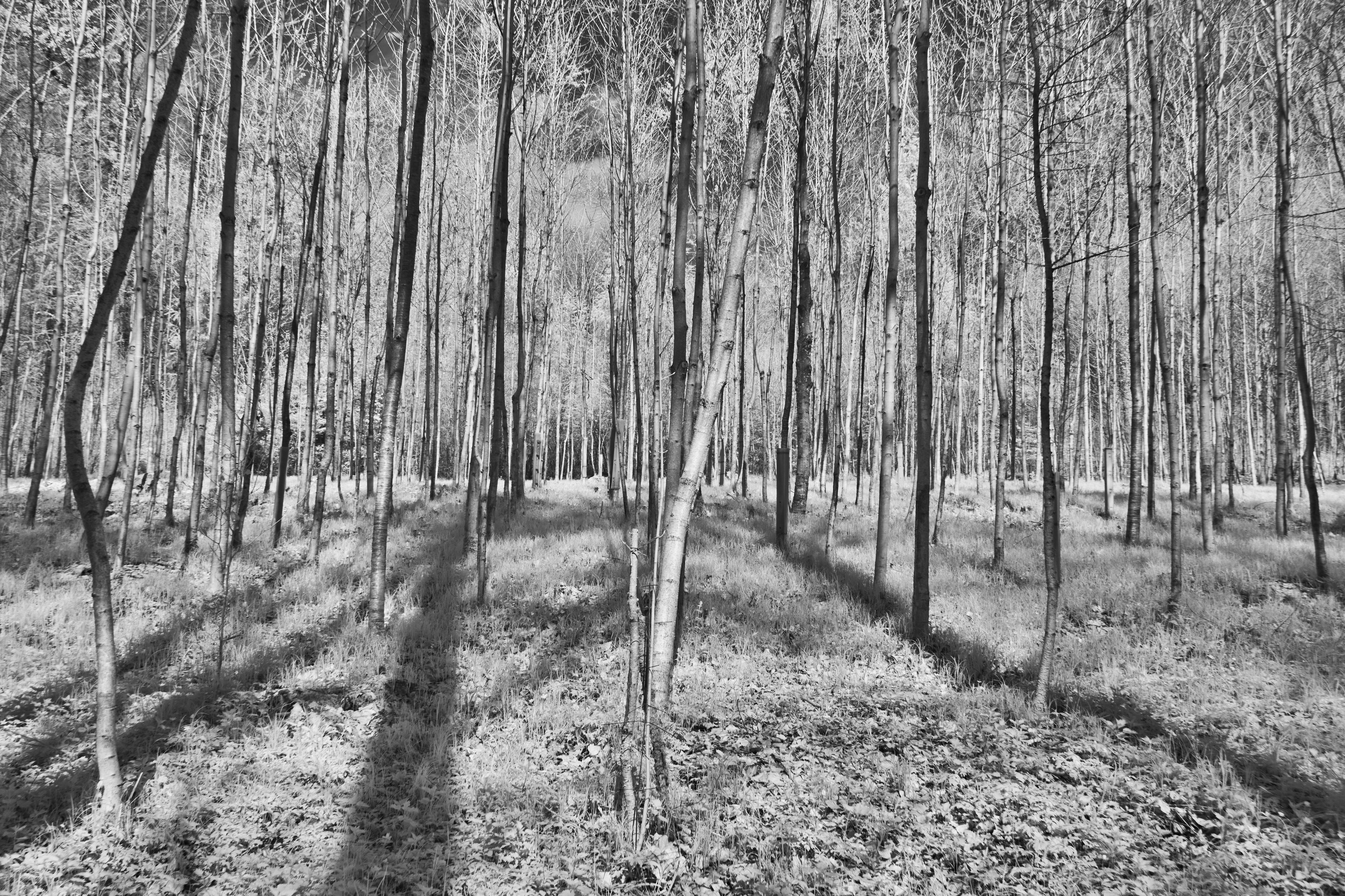 Photo by wolfgang_hasselmann