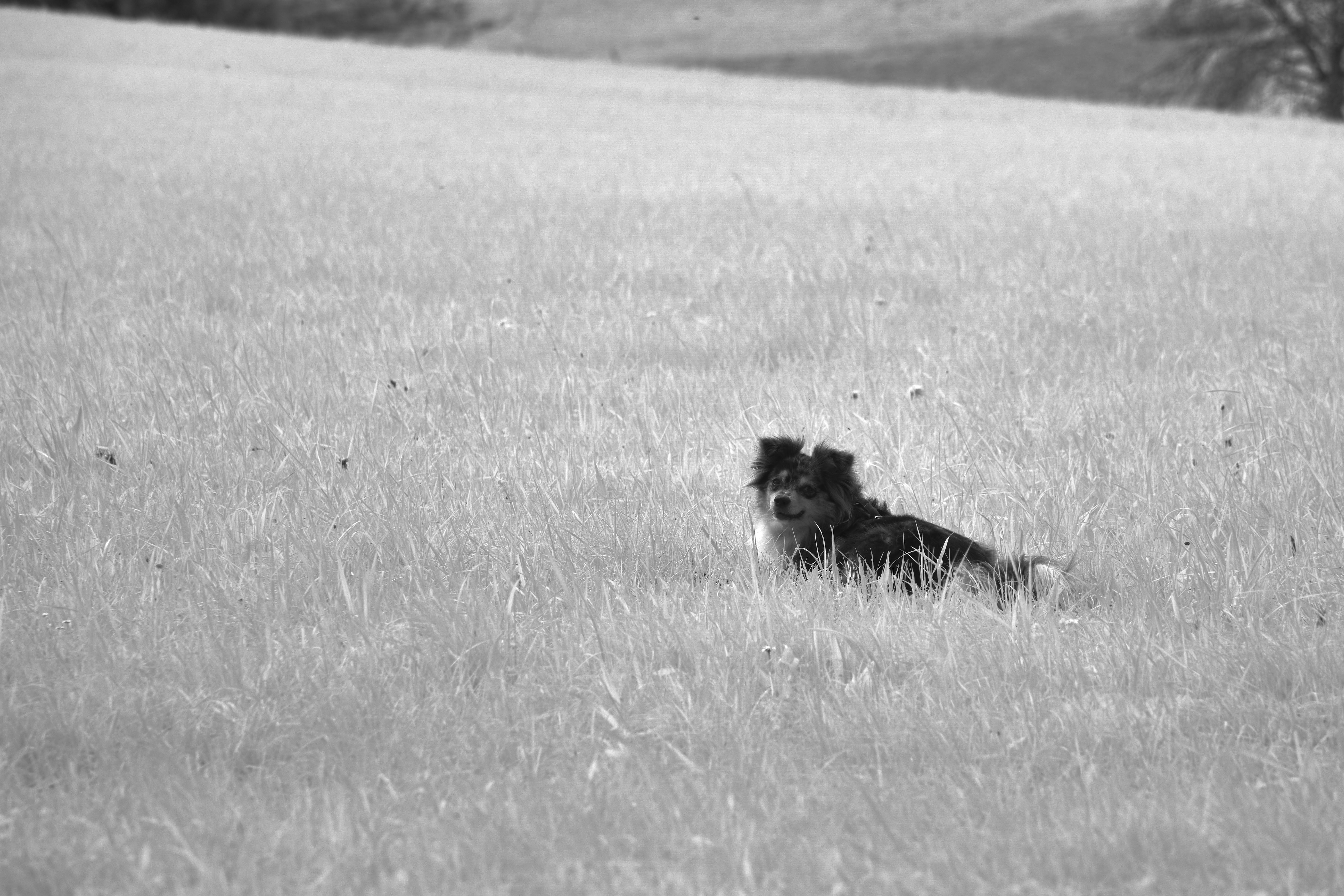 Photo by wolfgang_hasselmann