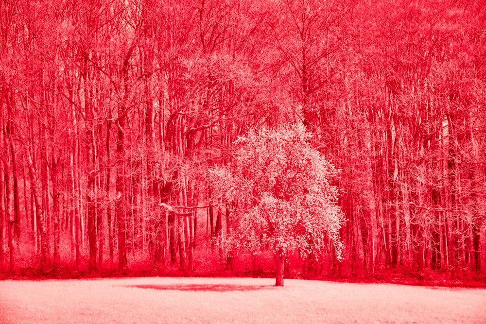 una imagen infrarroja roja de un árbol en un bosque