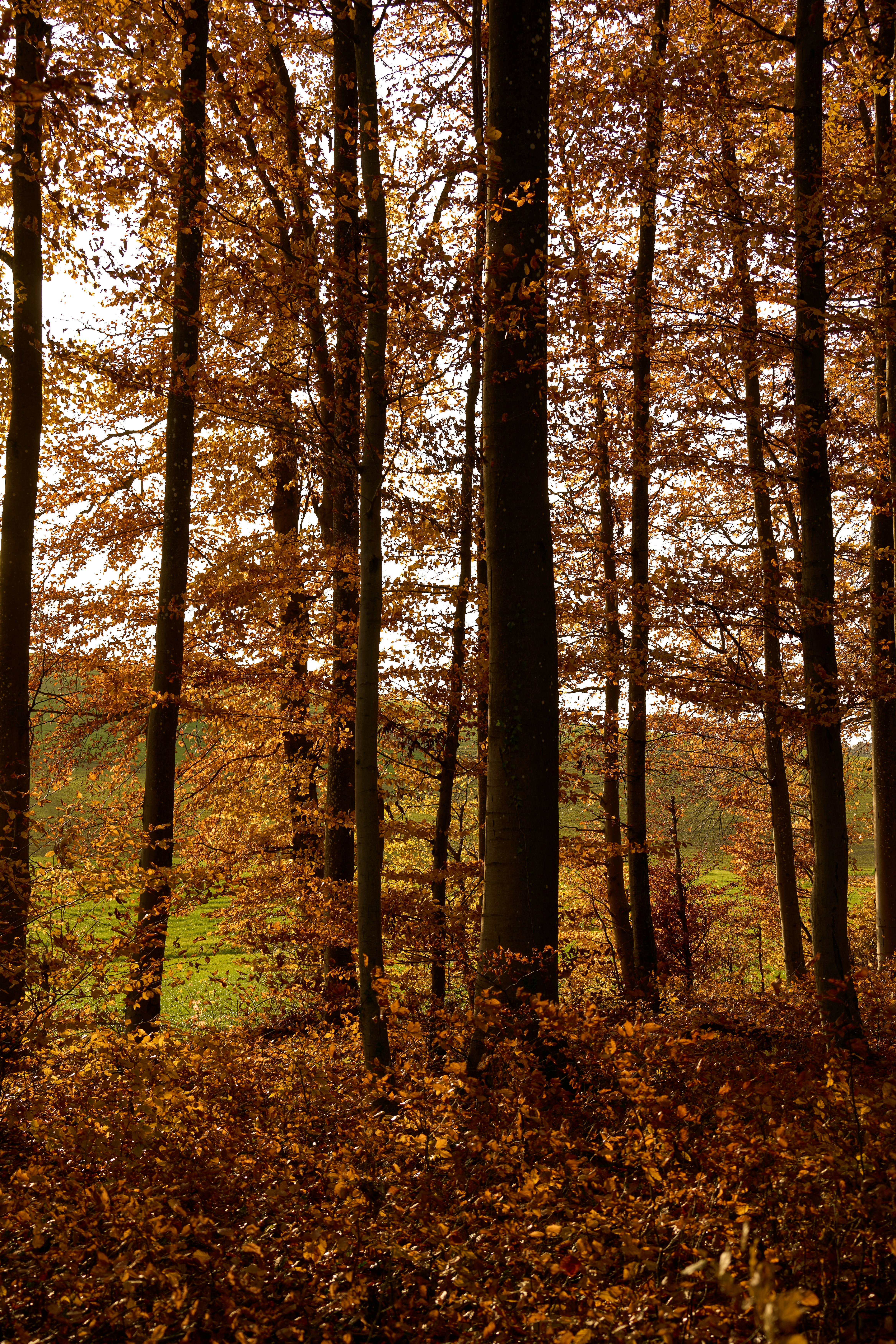 Photo by wolfgang_hasselmann