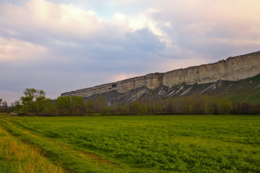 a grassy field with a mountain in the background