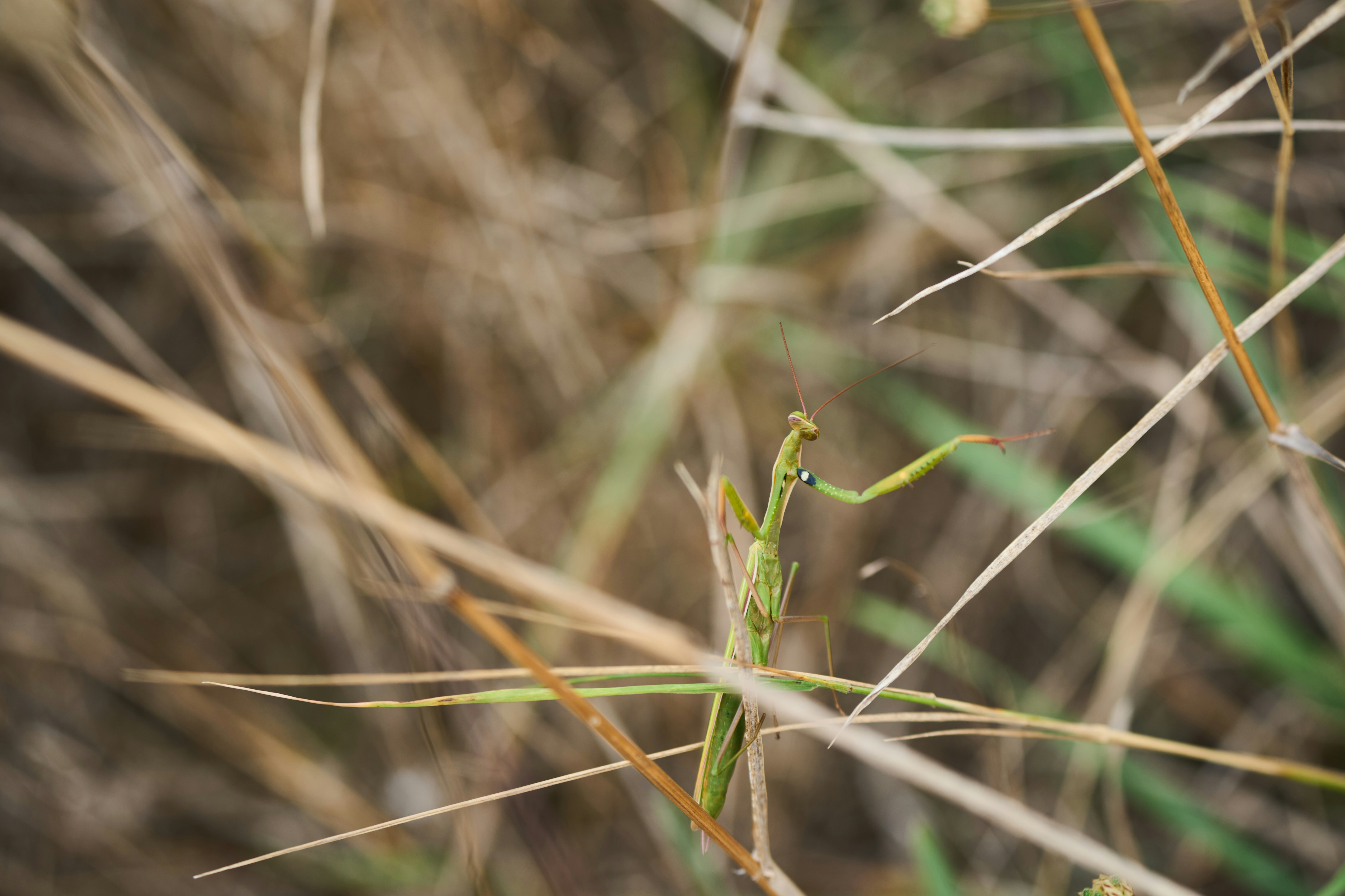 Photo by wolfgang_hasselmann