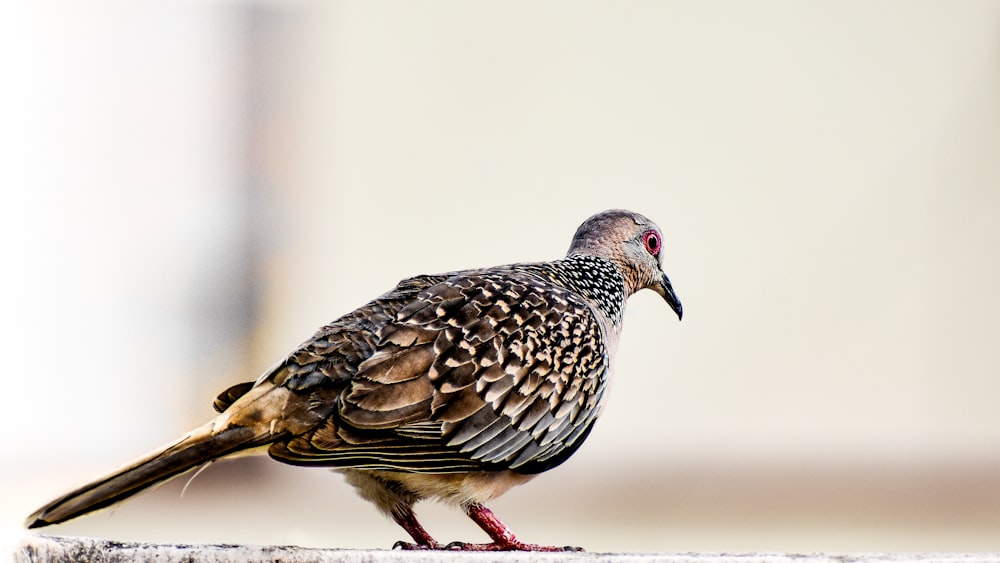 a bird is standing on a ledge outside