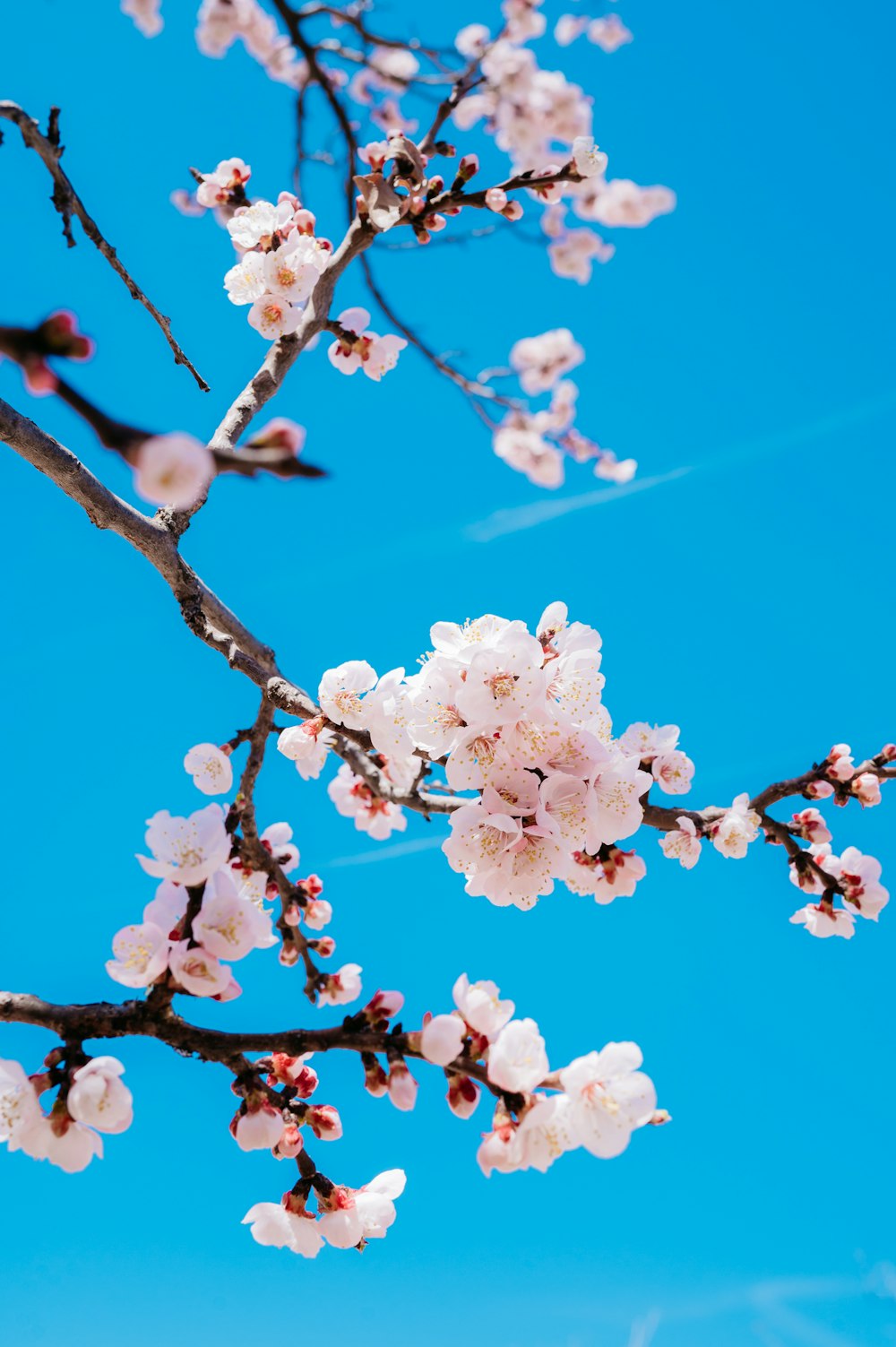 a branch of a cherry blossom tree with a blue sky in the background