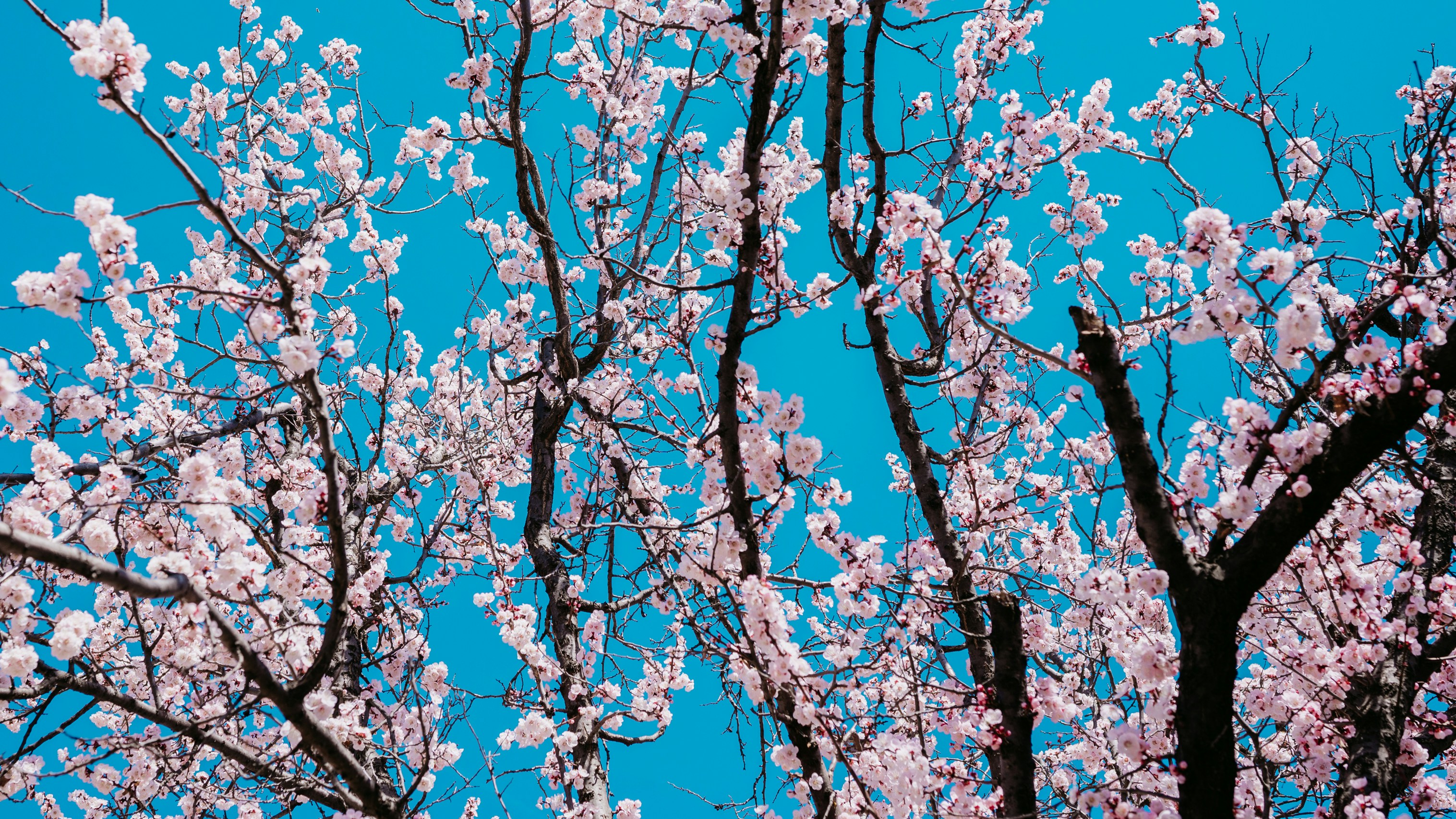 Photo by peek_a_boo_who