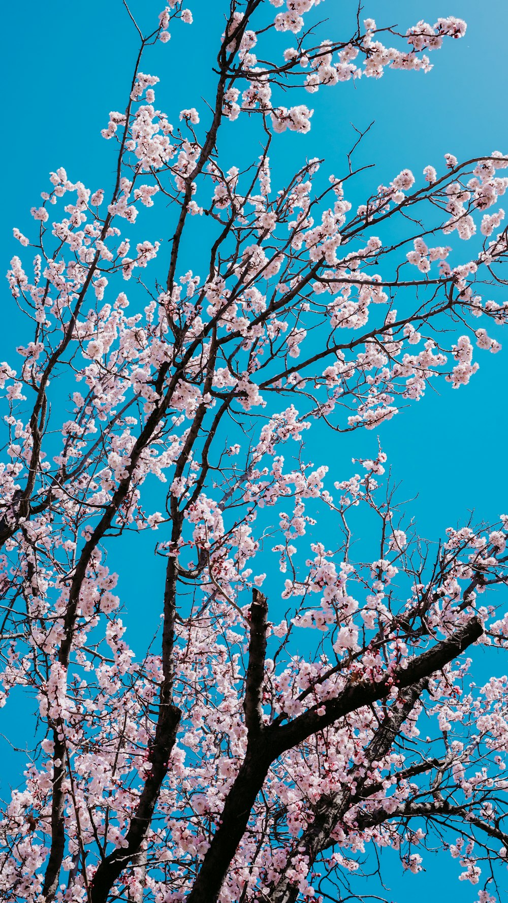 the branches of a tree with pink flowers against a blue sky