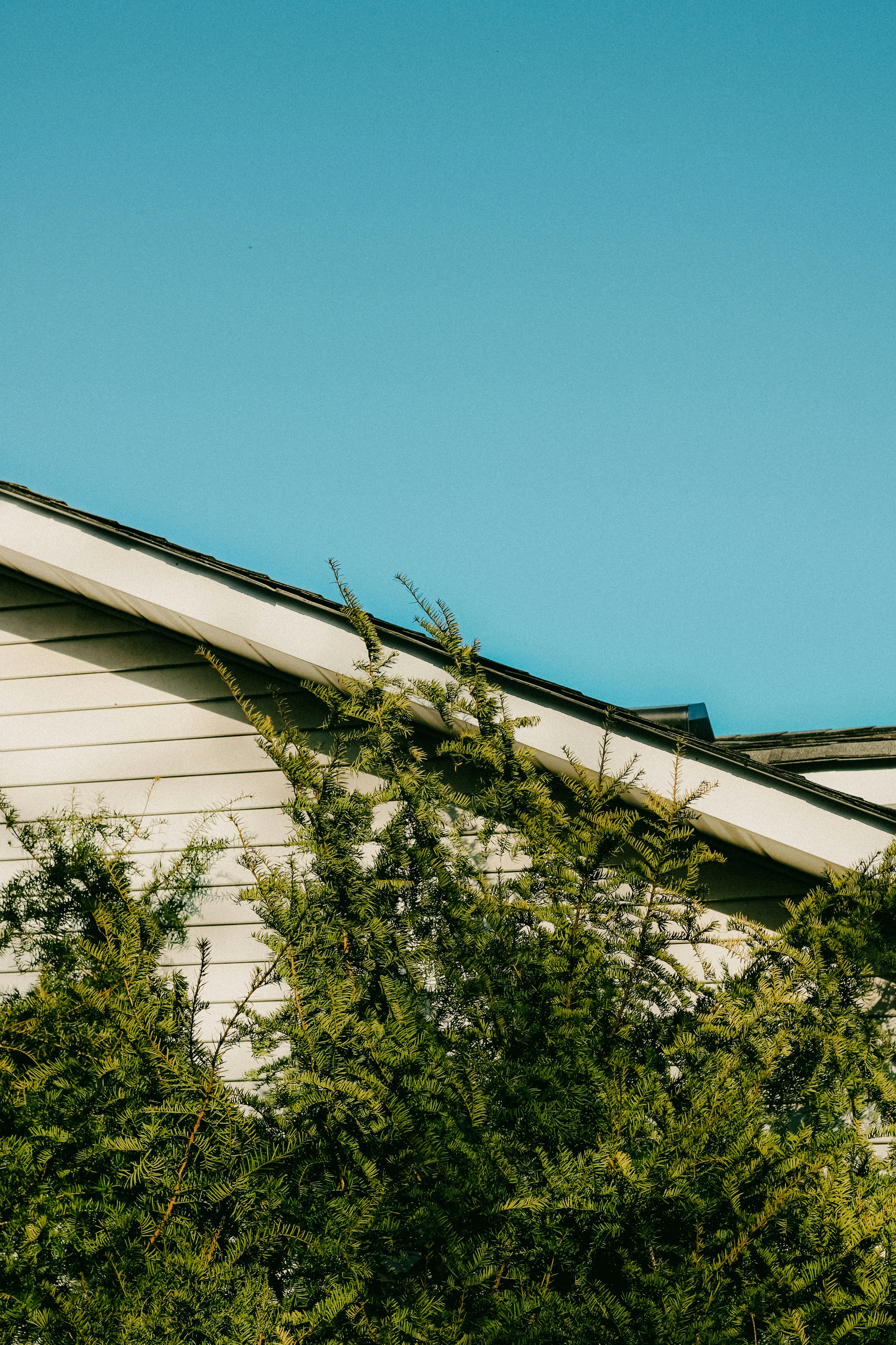 Photo by linusbelanger