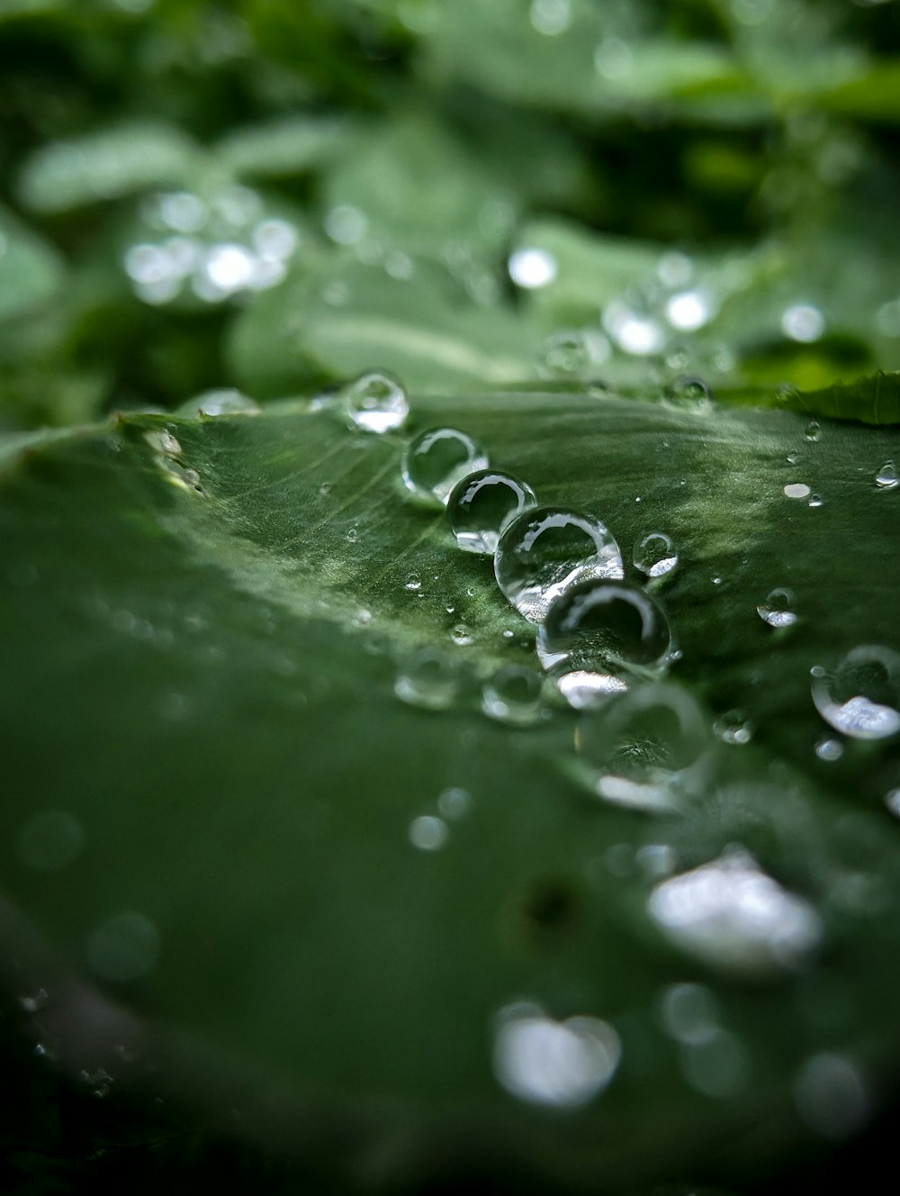 a close up of a leaf with water droplets on it