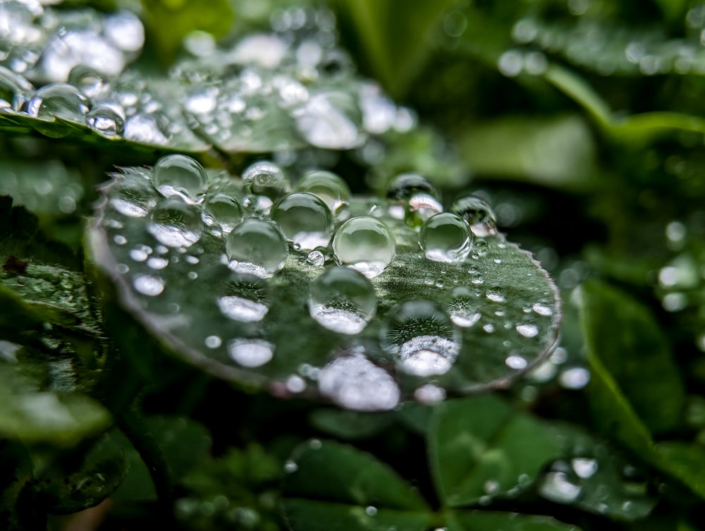 a close up of water droplets on a leaf