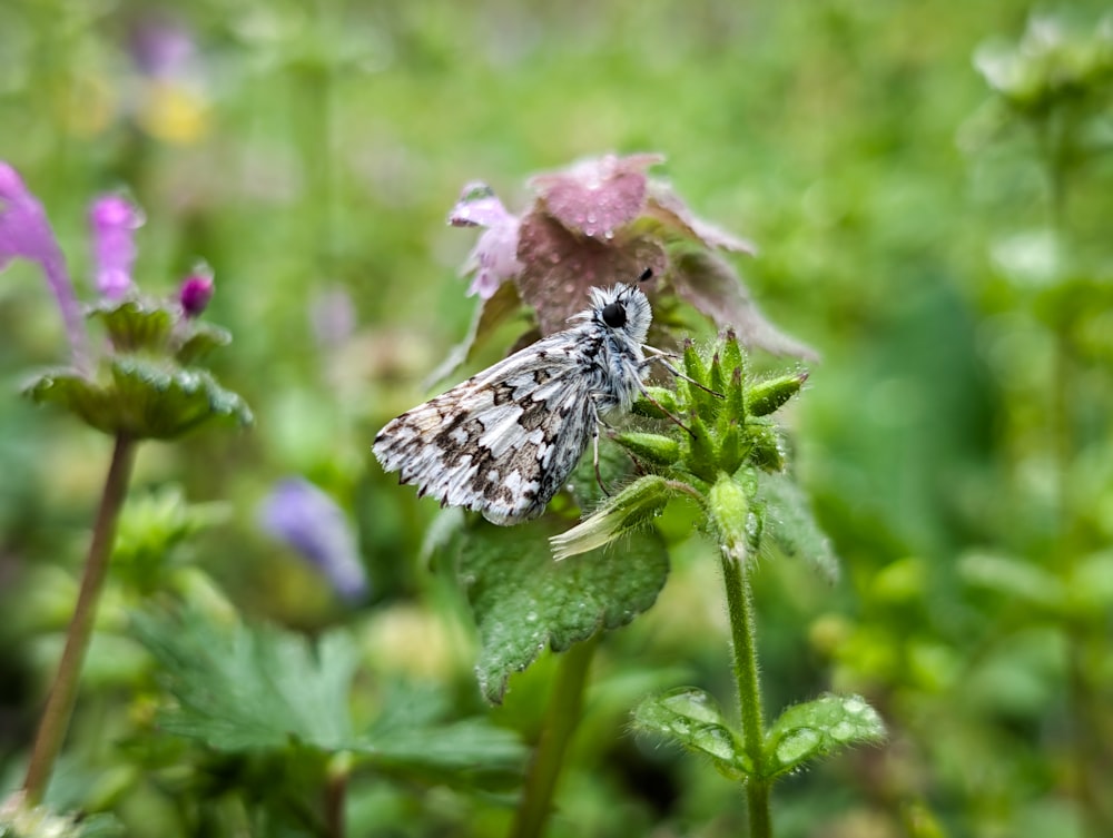 a small moth sitting on a flower in a field