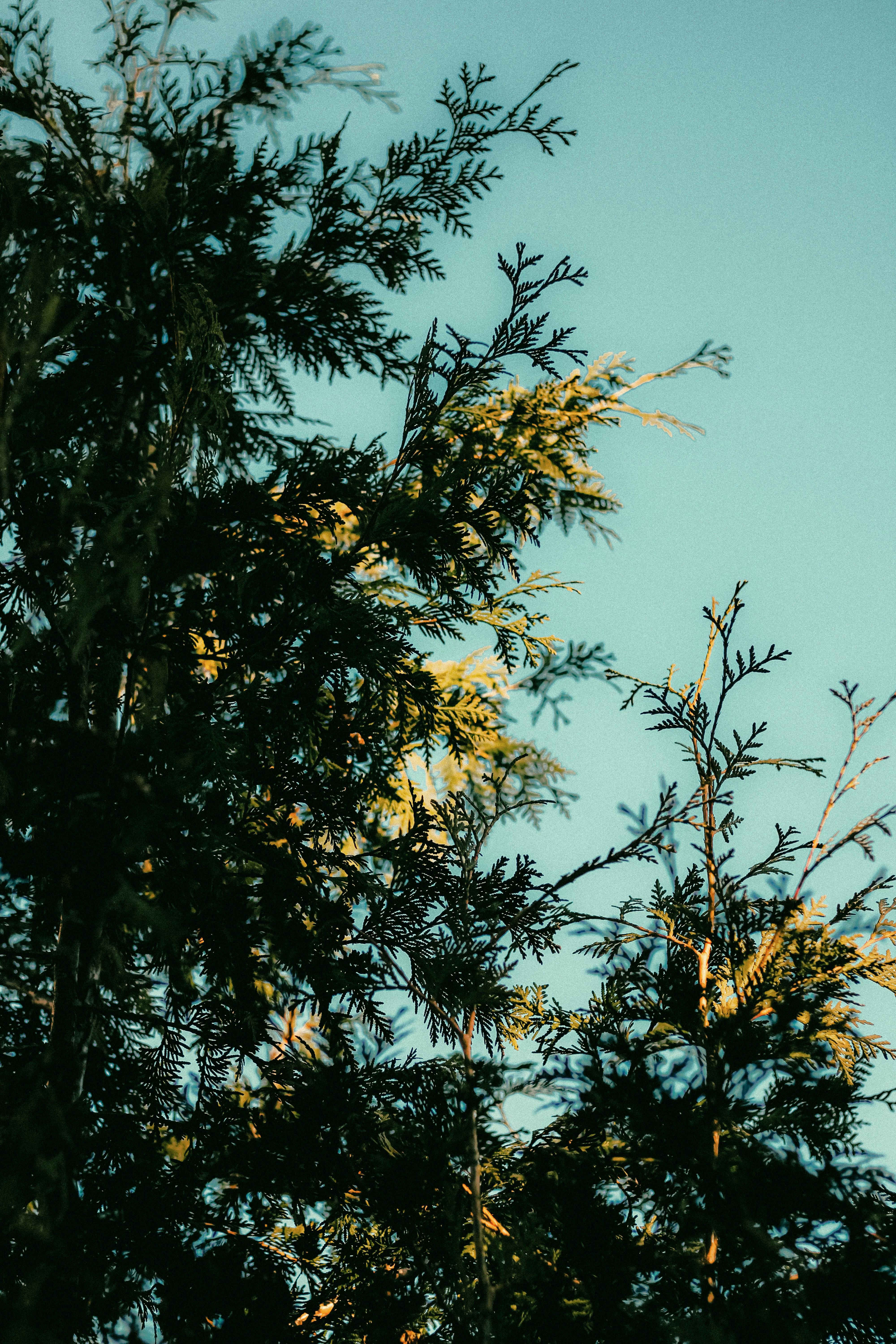 Photo by linusbelanger