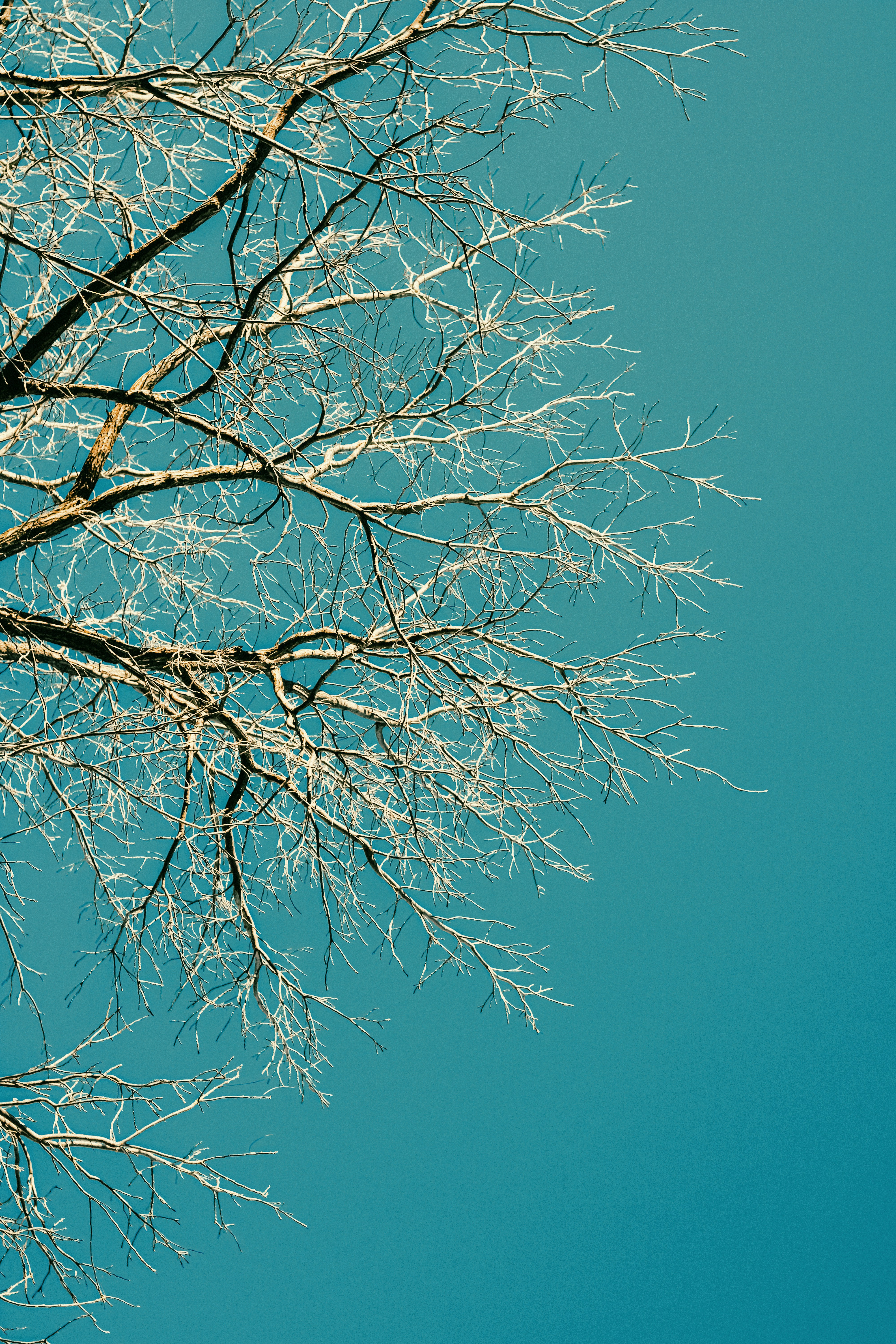 Photo by linusbelanger