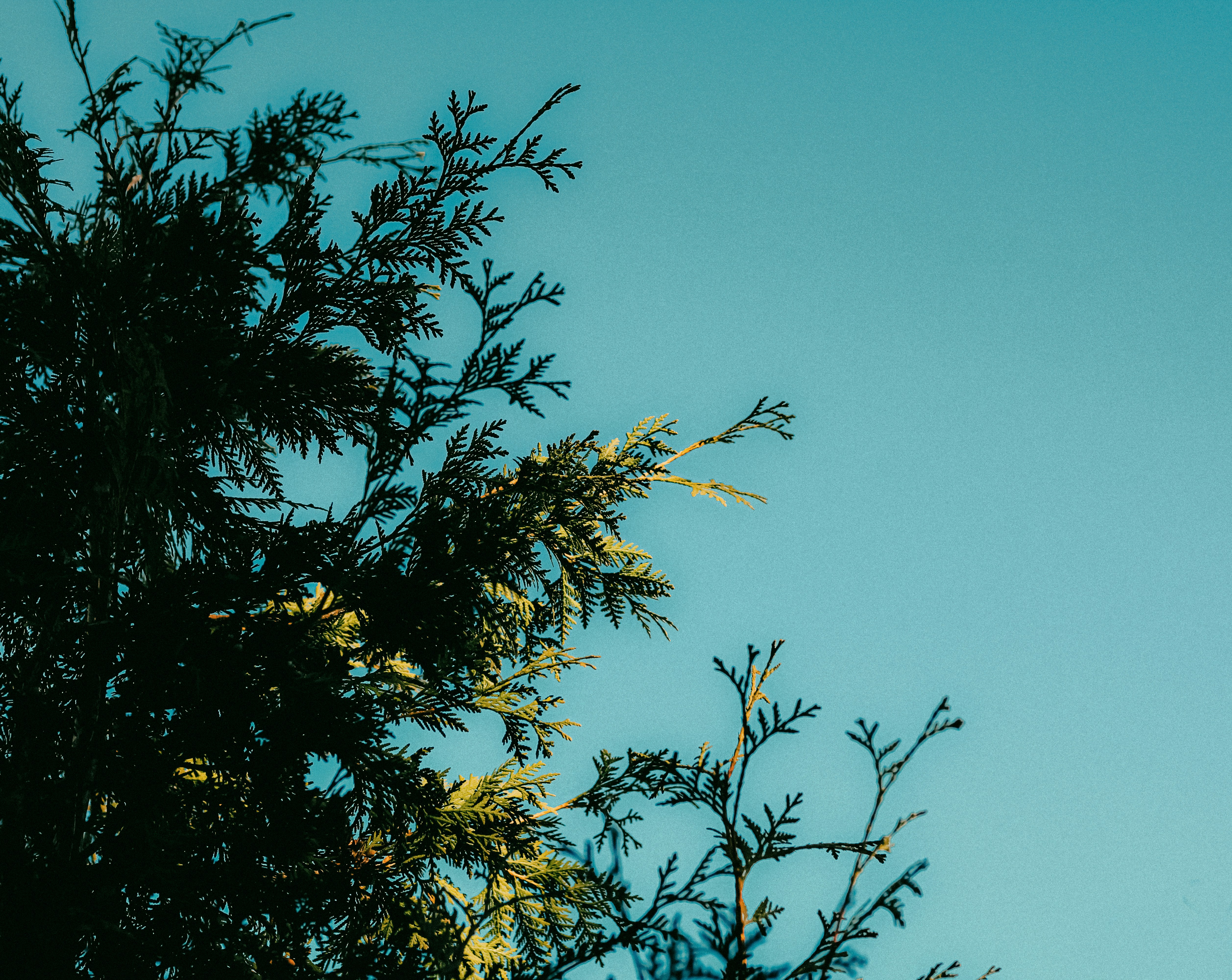 Photo by linusbelanger