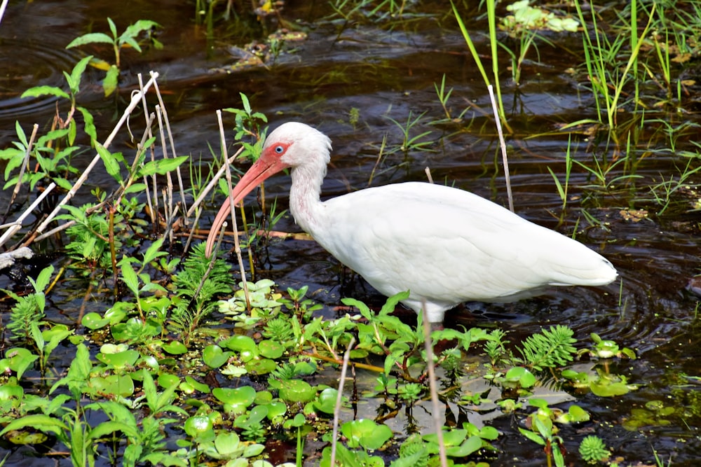 a white bird with a long beak standing in the water