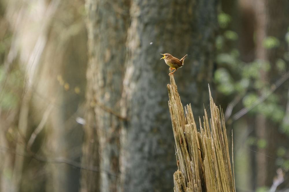 ein kleiner Vogel, der auf einem Stück Holz sitzt