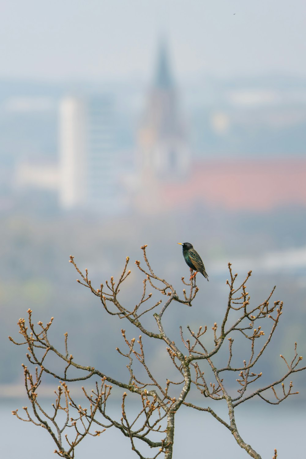 a bird sitting on top of a leafless tree