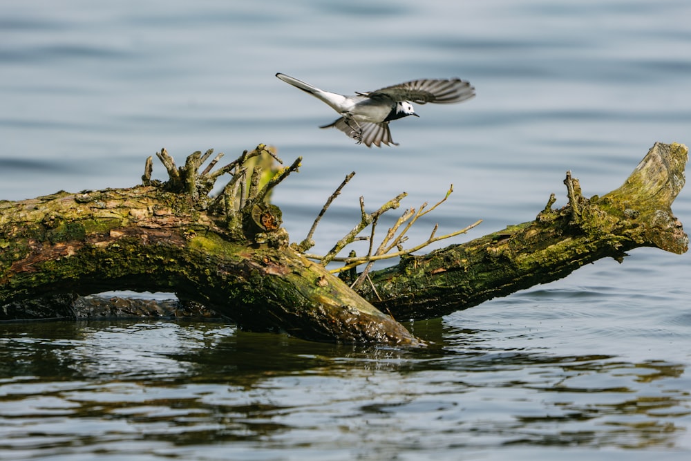 a bird that is flying over a log in the water