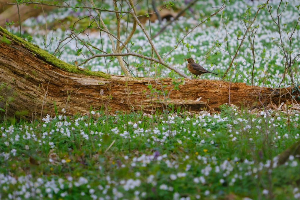 a bird sitting on a log in a field of flowers