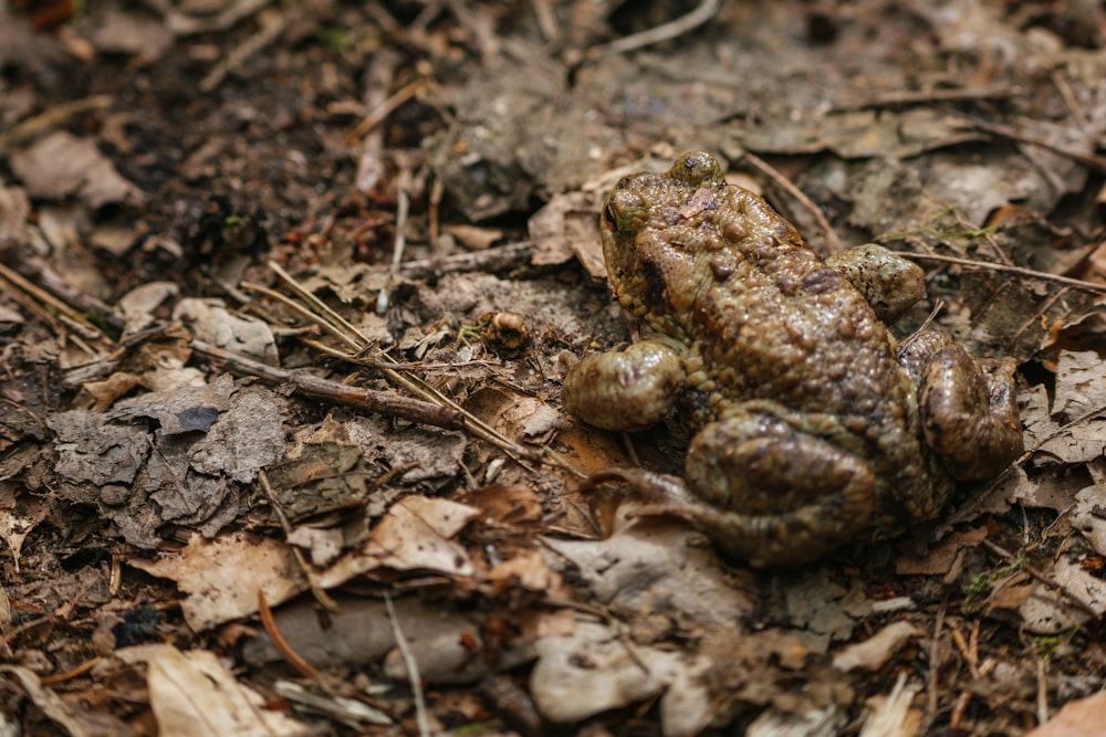 a frog that is sitting on the ground