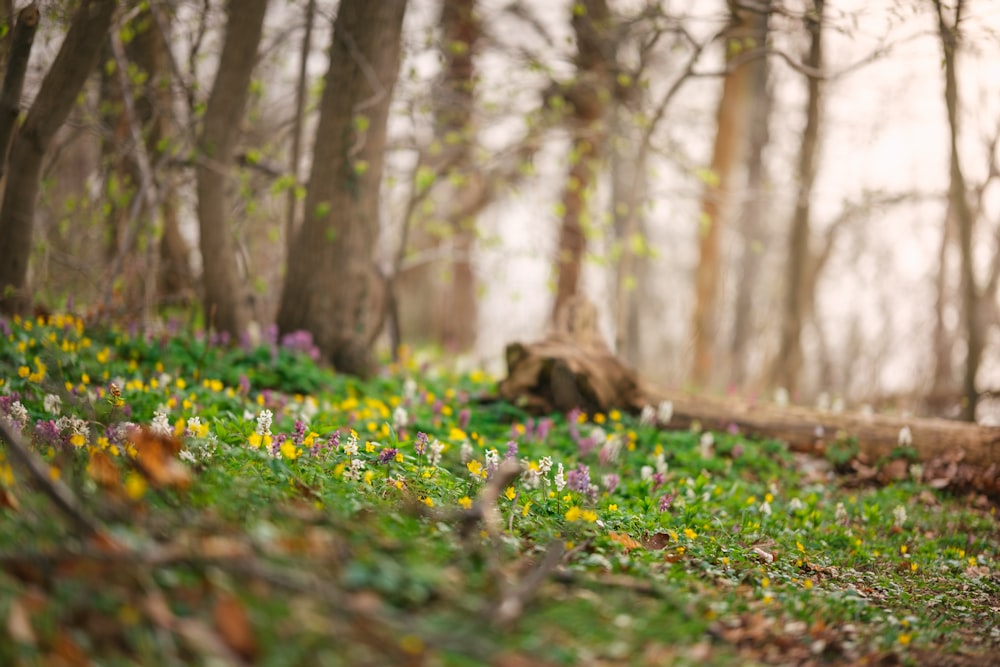 a forest filled with lots of green and yellow flowers