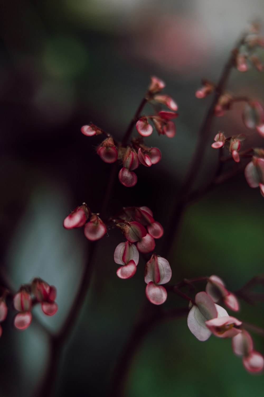 a close up of a plant with pink flowers