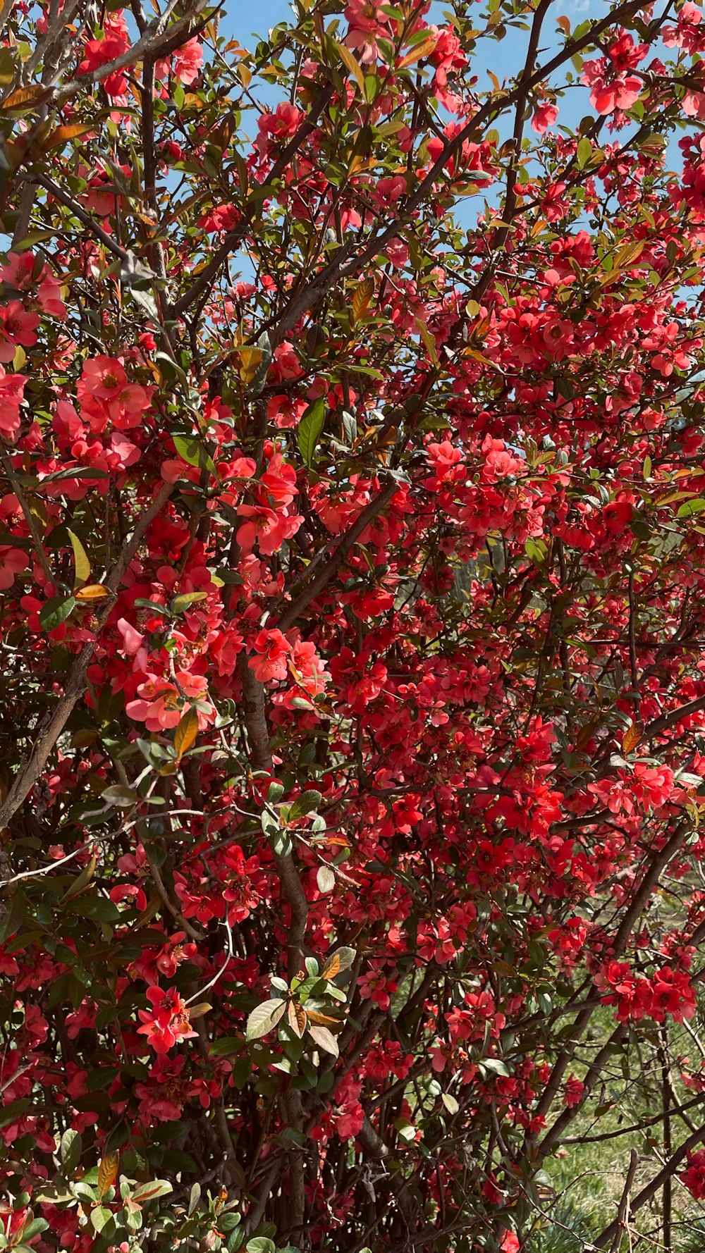 a bush with red flowers and green leaves