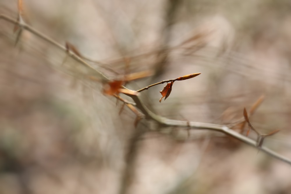 a close up of a branch with leaves