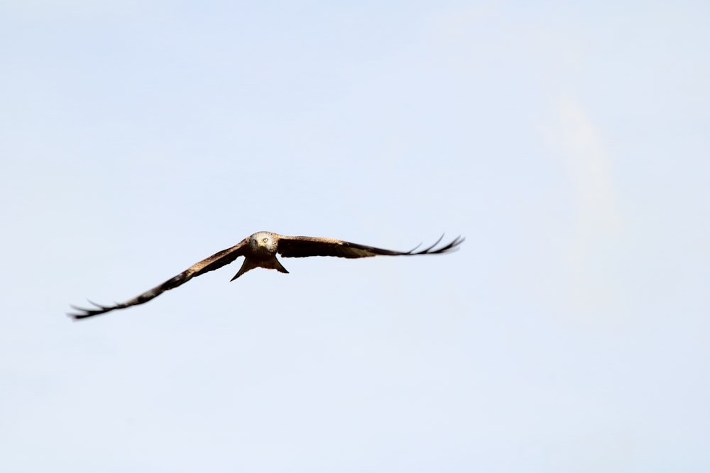 a large bird flying through a blue sky