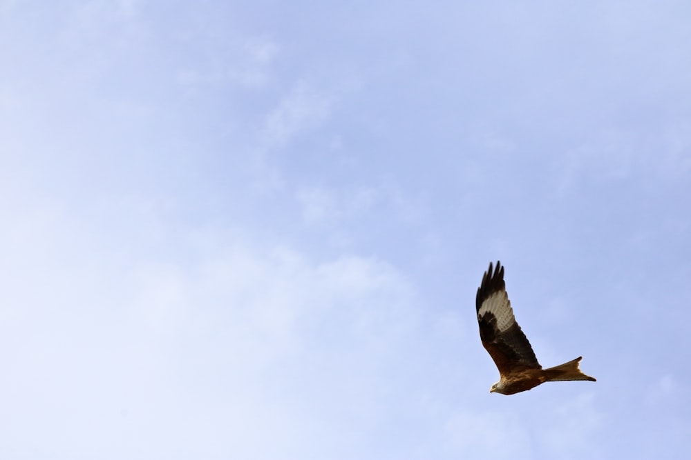 a bird flying high up in the sky