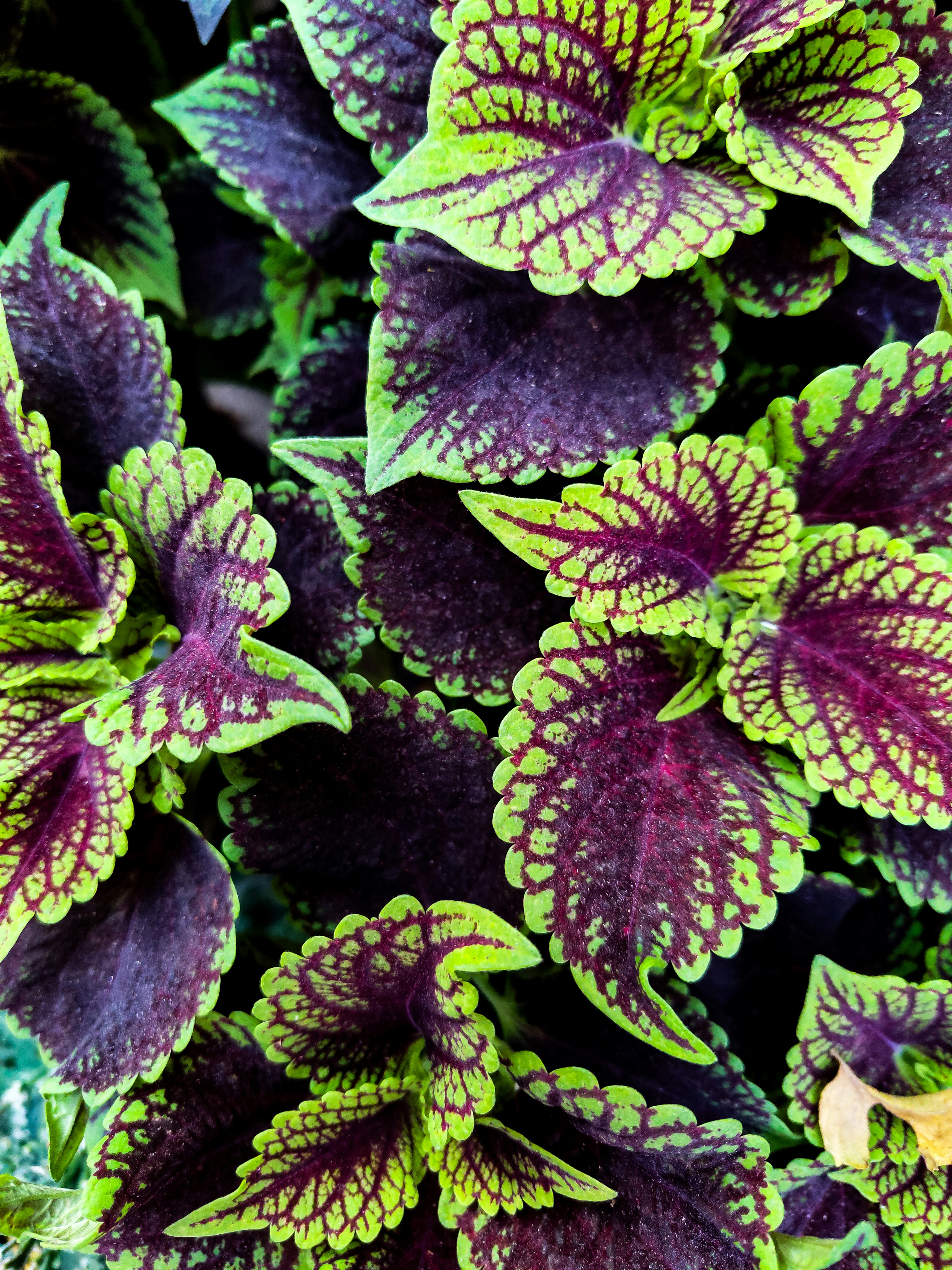 Photo by daniel_joshua_