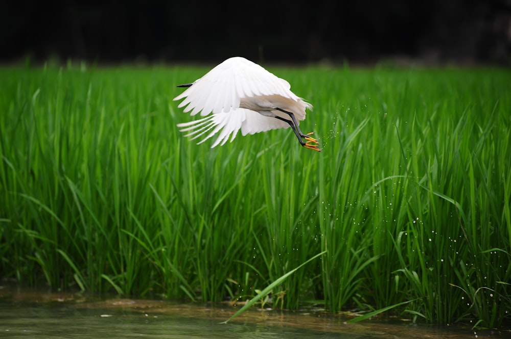 a white bird flying over a lush green field