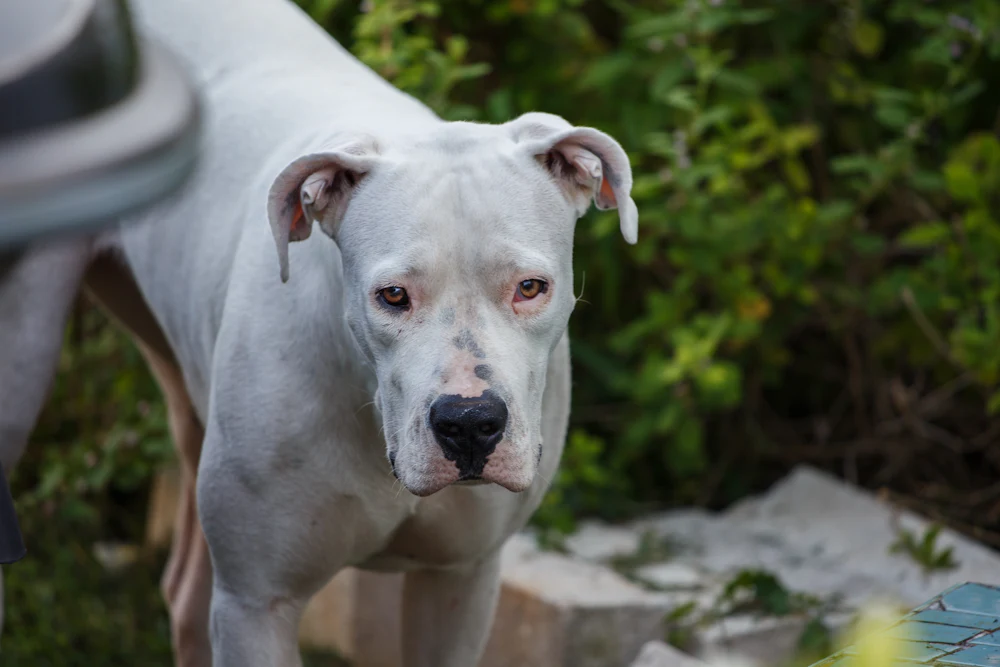 Dogo Argentino, photo 1