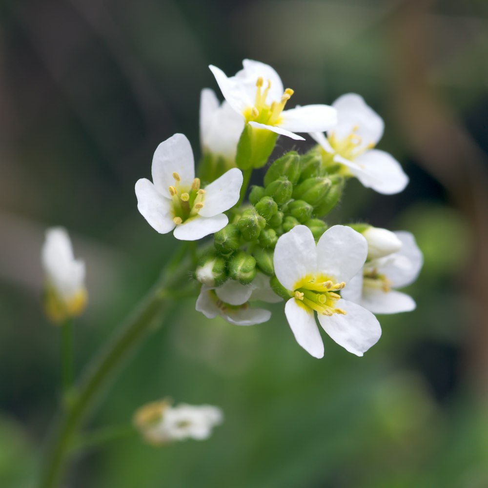 un gros plan d’une fleur blanche avec un arrière-plan flou