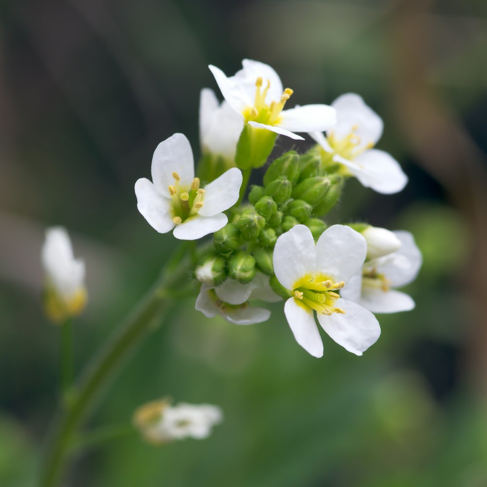 un primer plano de una flor blanca con un fondo borroso