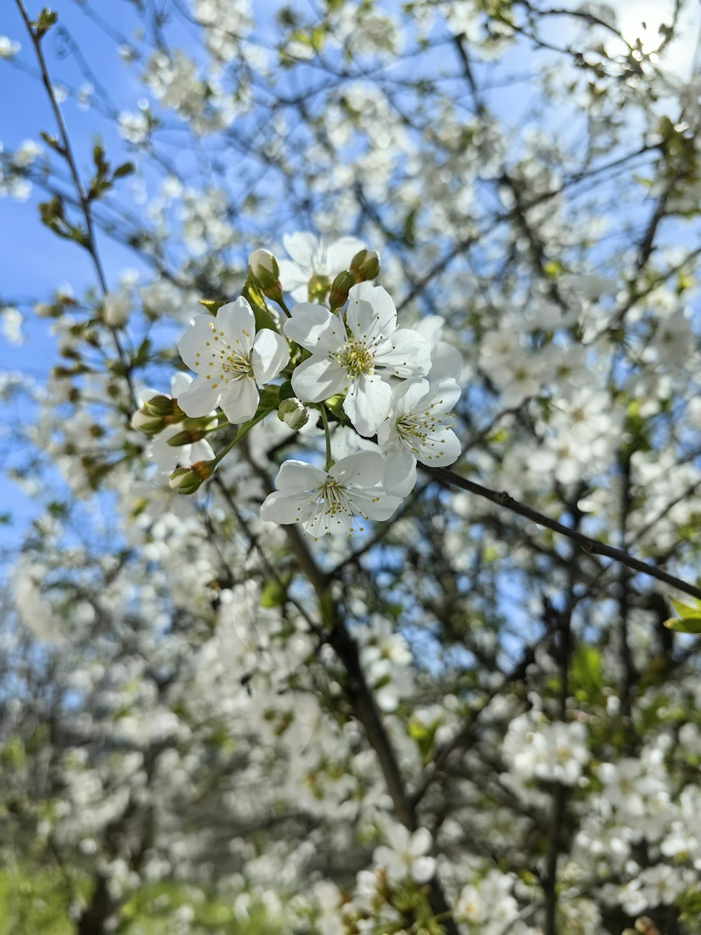 a tree with white flowers in the foreground and a blue sky in the background