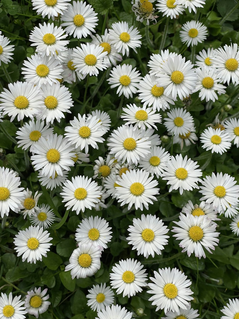 a bunch of white flowers with yellow centers