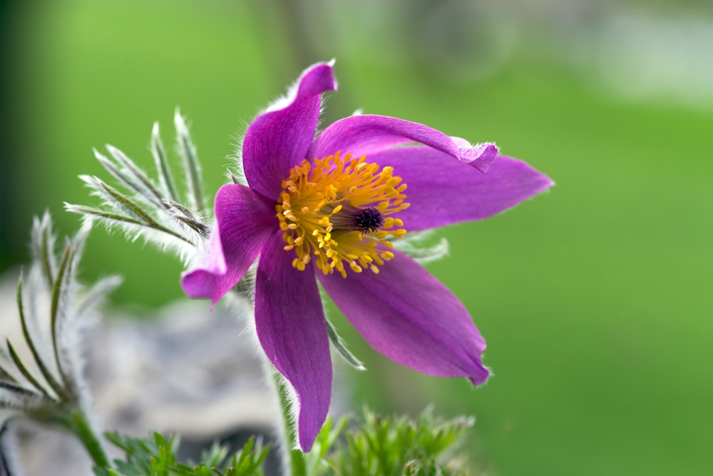 a purple flower with a yellow center in a garden