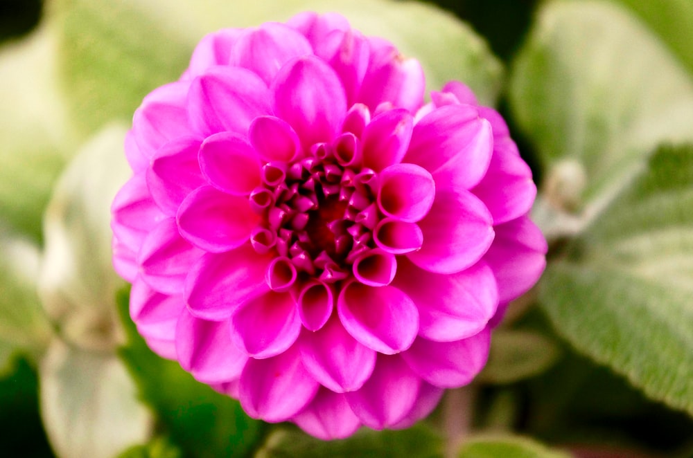 a pink flower with green leaves in the background